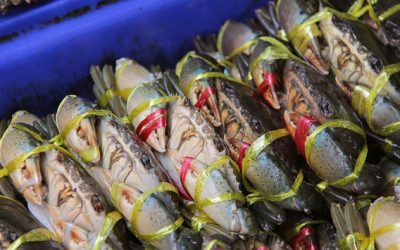 Fisk og skaldyr leveret i praktiske pakketilbud til din dør